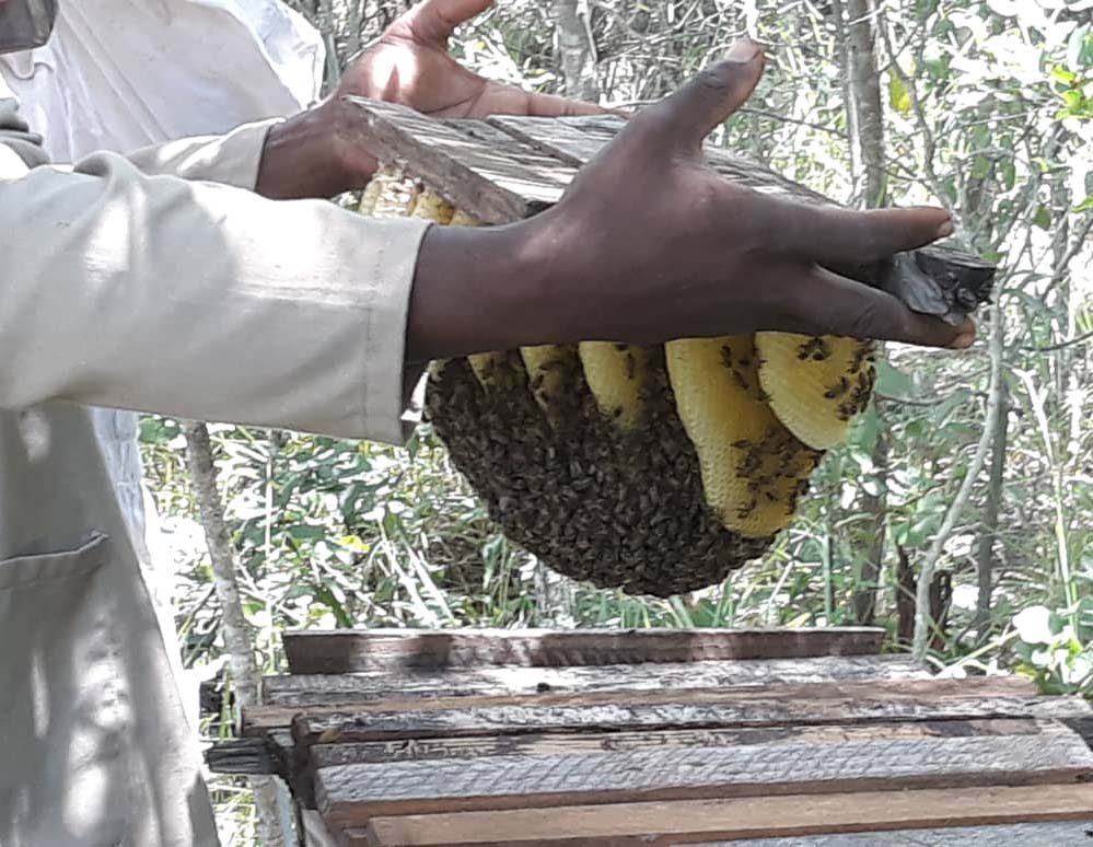 A person's hands hold a beehive connected to a piece of wood
