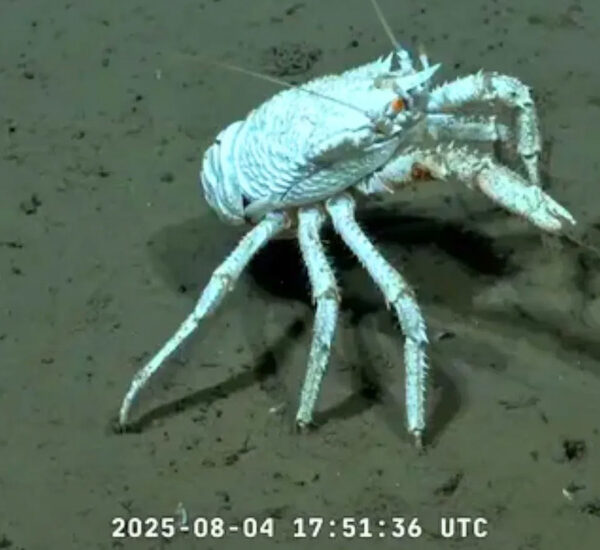 The Internet of Wonder: How a Scientific Livestream Became a Cultural Phenomenon Thumbnail